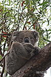 Koala's Avatar